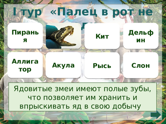 I тур «Палец в рот не клади» Пиранья  Дельфин Кит Аллигатор Акула Слон Рысь Ядовитые змеи имеют полые зубы, что позволяет им хранить и впрыскивать яд в свою добычу      