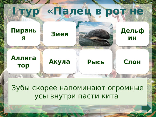 I тур «Палец в рот не клади» Пиранья Змея Дельфин  Аллигатор Акула Слон Рысь Зубы скорее напоминают огромные усы внутри пасти кита    