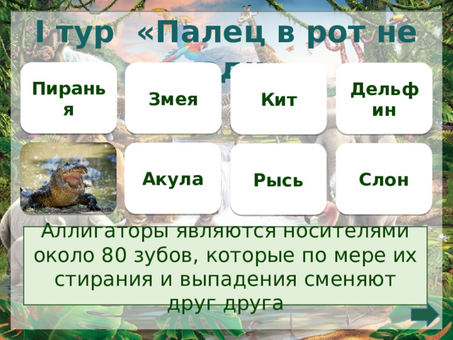 I тур «Палец в рот не клади» Пиранья Змея Дельфин Кит  Акула Слон Рысь Аллигаторы являются носителями около 80 зубов, которые по мере их стирания и выпадения сменяют друг друга 