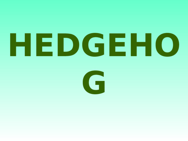 HEDGEHOG 