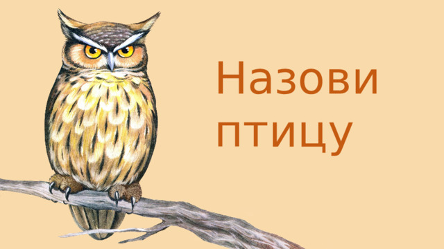 Назови птицу 