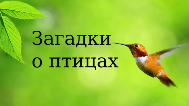 Загадки о птицах 