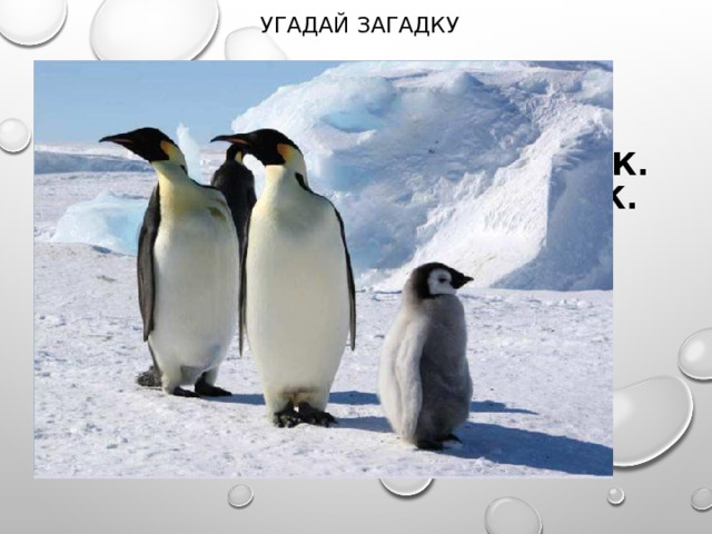 УГАДАЙ ЗАГАДКУ Среди льдин живёт чудак.  Он одет в нарядный фрак.  Этот важный господин- императорский…   ПИНГВИН 