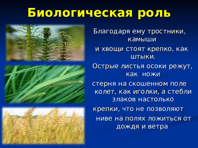 Биологическая роль Благодаря ему тростники, камыши  и хвощи стоят крепко, как штыки.  Острые листья осоки режут, как ножи стерня на скошенном поле колет, как иголки, а стебли злаков настолько крепки, что не позволяют  ниве на полях ложиться от дождя и ветра 