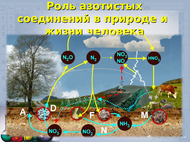 Роль азотистых соединений в природе и жизни человека 