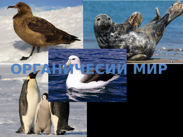 ОРГАНИЧЕСИЙ МИР 