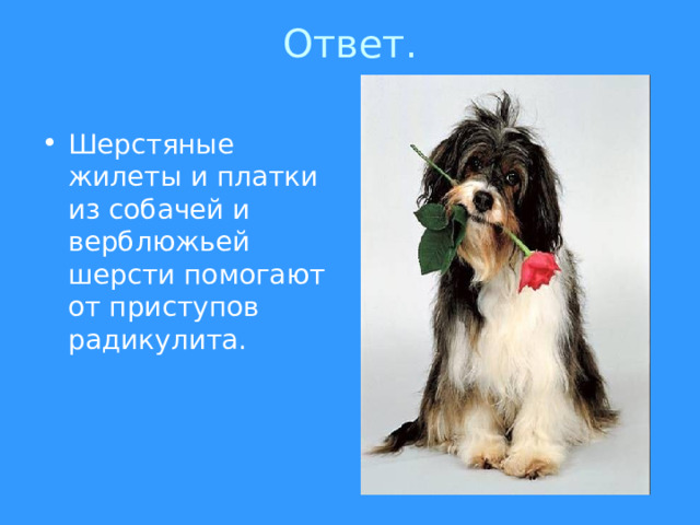 Ответ.   Шерстяные жилеты и платки из собачей и верблюжьей шерсти помогают от приступов радикулита. 