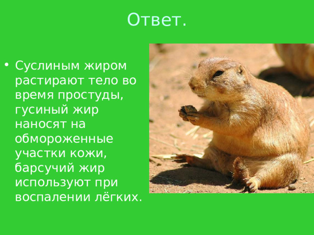 Ответ.   Суслиным жиром растирают тело во время простуды, гусиный жир наносят на обмороженные участки кожи, барсучий жир используют при воспалении лёгких. 
