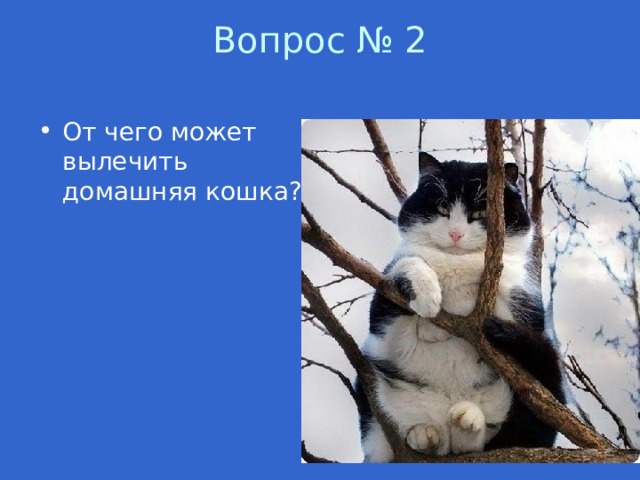 Вопрос № 2   От чего может вылечить домашняя кошка? 