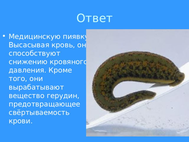 Медицинскую пиявку. Высасывая кровь, они способствуют снижению кровяного давления. Кроме того, они вырабатывают вещество герудин, предотвращающее свёртываемость крови. 