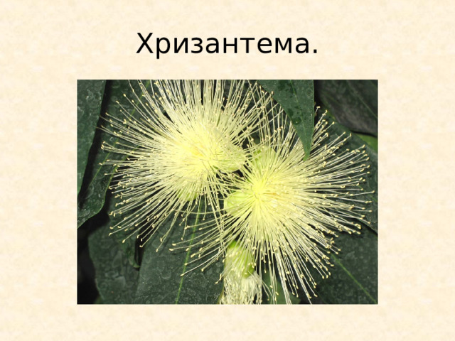 Хризантема. 
