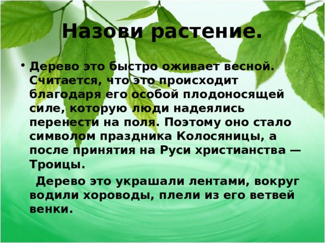 Назови растение. Дерево это быстро оживает весной. Считается, что это происходит благодаря его особой плодоносящей силе, которую люди надеялись перенести на поля. Поэтому оно стало символом праздника Колосяницы, а после принятия на Руси христианства — Троицы.  Дерево это украшали лентами, вокруг водили хороводы, плели из его ветвей венки.  