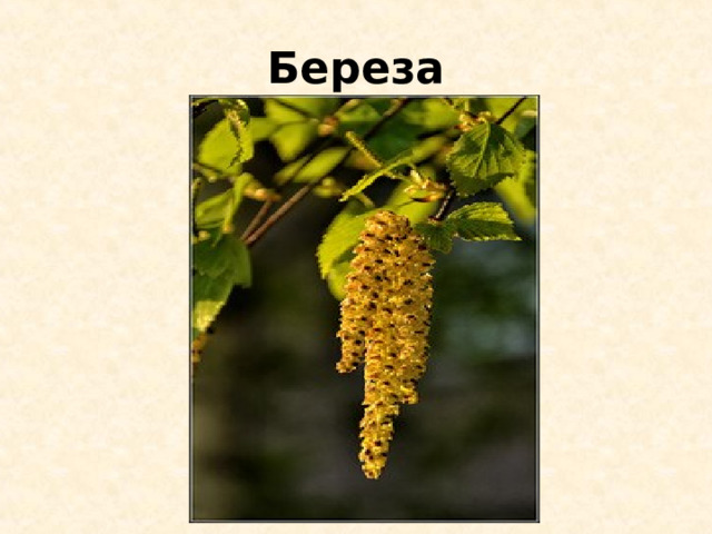 Береза 
