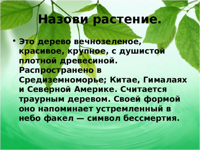 Назови растение. Это дерево вечнозеленое, красивое, крупное, с душистой плотной древесиной. Распространено в Средиземноморье; Китае, Гималаях и Северной Америке. Считается траурным деревом. Своей формой оно напоминает устремленный в небо факел — символ бессмертия.  