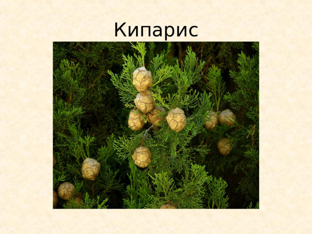Кипарис 
