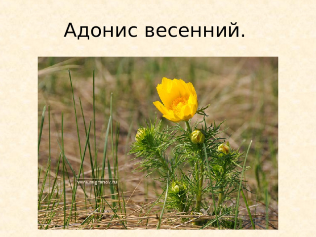 Адонис весенний. 