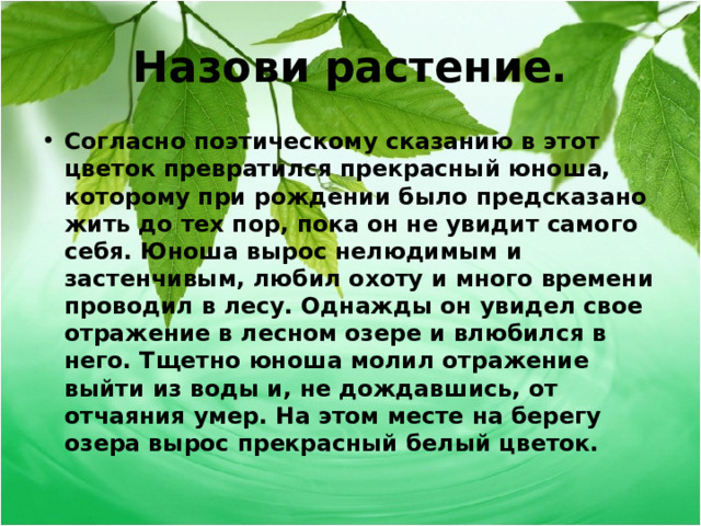 Назови растение. Согласно поэтическому сказанию в этот цветок превратился прекрасный юноша, которому при рождении было предсказано жить до тех пор, пока он не увидит самого себя. Юноша вырос нелюдимым и застенчивым, любил охоту и много времени проводил в лесу. Однажды он увидел свое отражение в лесном озере и влюбился в него. Тщетно юноша молил отражение выйти из воды и, не дождавшись, от отчаяния умер. На этом месте на берегу озера вырос прекрасный белый цветок.   