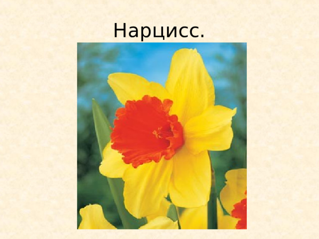 Нарцисс. 