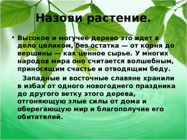 Назови растение. Высокое и могучее дерево это идет в дело целиком, без остатка — от корня до вершины — как ценное сырье. У многих народов мира оно считается волшебным, приносящим счастье и отводящим беду.  Западные и восточные славяне хранили в избах от одного новогоднего праздника до другого ветку этого дерева, отгоняющую злые силы от дома и оберегающую мир и благополучие его обитателей.  