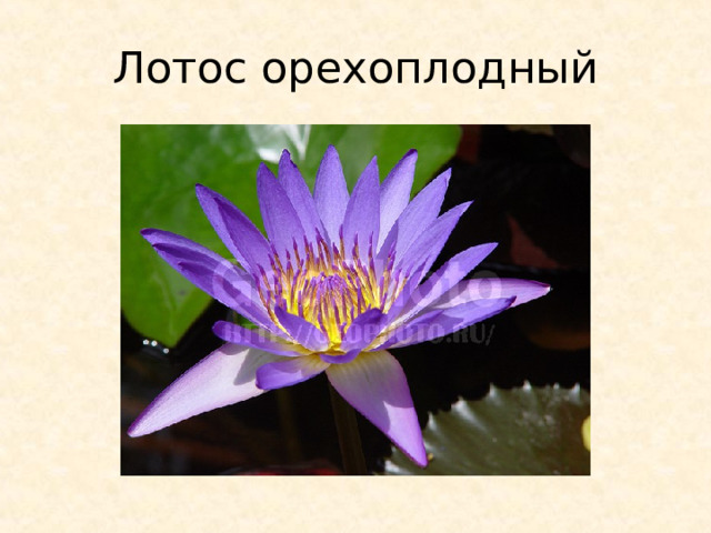 Лотос орехоплодный 