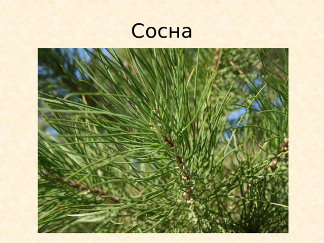 Сосна 