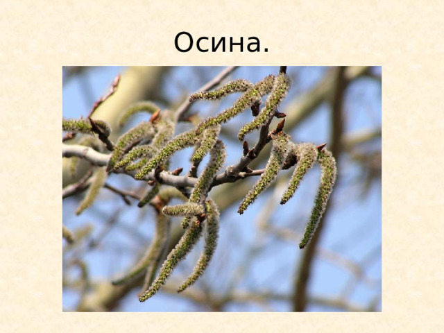 Осина. 