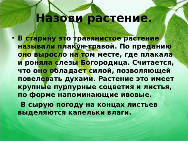 Назови растение. В старину это травянистое растение называли плакун-травой. По преданию оно выросло на том месте, где плакала и роняла слезы Богородица. Считается, что оно обладает силой, позволяющей повелевать духами. Растение это имеет крупные пурпурные соцветия и листья, по форме напоминающие ивовые.  В сырую погоду на концах листьев выделяются капельки влаги.  