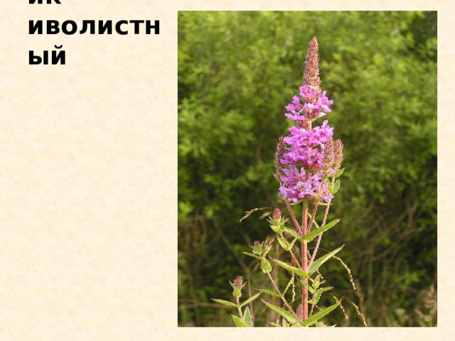 Дербенник иволистный 