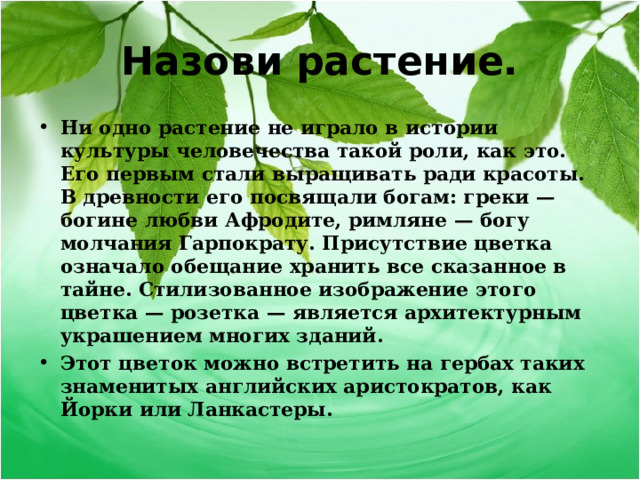 Назови растение. Ни одно растение не играло в истории культуры человечества такой роли, как это. Его первым стали выращивать ради красоты. В древности его посвящали богам: греки — богине любви Афродите, римляне — богу молчания Гарпократу. Присутствие цветка означало обещание хранить все сказанное в тайне. Стилизованное изображение этого цветка — розетка — является архитектурным украшением многих зданий. Этот цветок можно встретить на гербах таких знаменитых английских аристократов, как Йорки или Ланкастеры.  