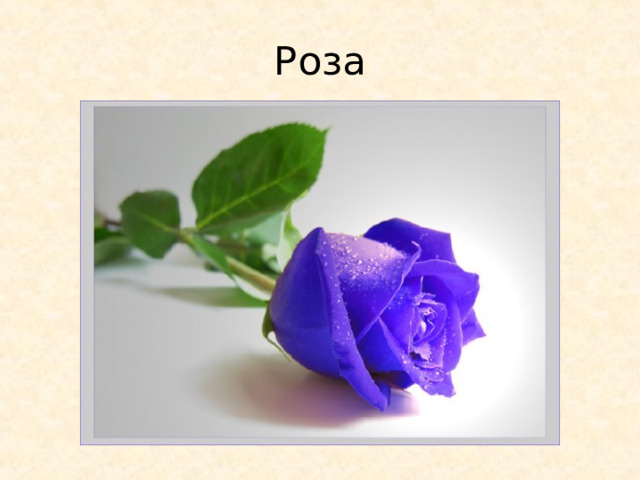Роза 