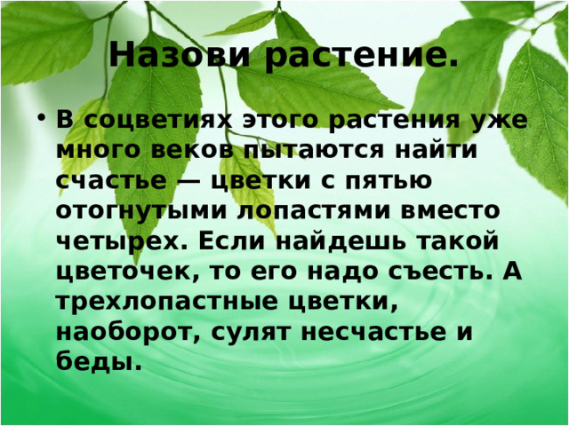 Назови растение. В соцветиях этого растения уже много веков пытаются найти счастье — цветки с пятью отогнутыми лопастями вместо четырех. Если найдешь такой цветочек, то его надо съесть. А трехлопастные цветки, наоборот, сулят несчастье и беды.  