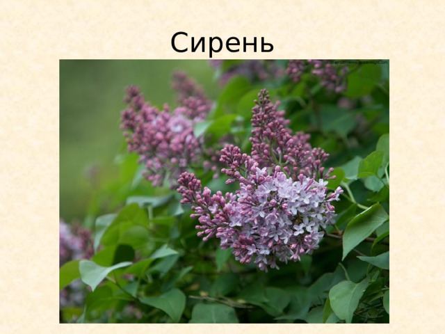 Сирень 