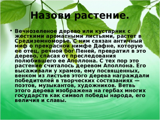 Назови растение. Вечнозеленое дерево или кустарник с жесткими ароматными листьями, растет в Средиземноморье. С ним связан античный миф о прекрасной нимфе Дафне, которую ее отец, речной бог Пеней, превратил в это дерево, спасая от преследования полюбившего ее Аполлона. С тех пор это растение считалось деревом Аполлона. Eгo высаживали у храмов, ему посвященных, венком из листьев этого дерева награждали победителей в творческих состязаниях — поэтов, музыкантов, художников. Ветвь этого дерева изображена на гербах многих государств как символ победы народа, его величия и славы.  