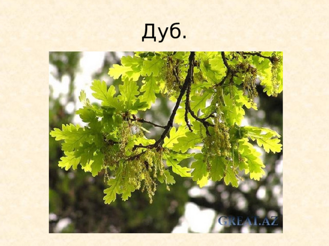 Дуб. 