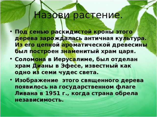 Назови растение. Под сенью раскидистой кроны этого дерева зарождалась античная культура. Из его цепной ароматической древесины был построен знаменитый храм царя. Соломона в Иерусалиме, был отделан храм Дианы в Эфесе, известный как одно из семи чудес света. Изображение этого священного дерева появилось на государственном флаге Ливана в 1951 г., когда страна обрела независимость.  