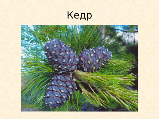 Кедр 
