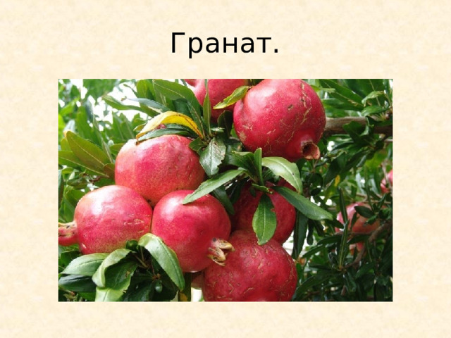 Гранат. 