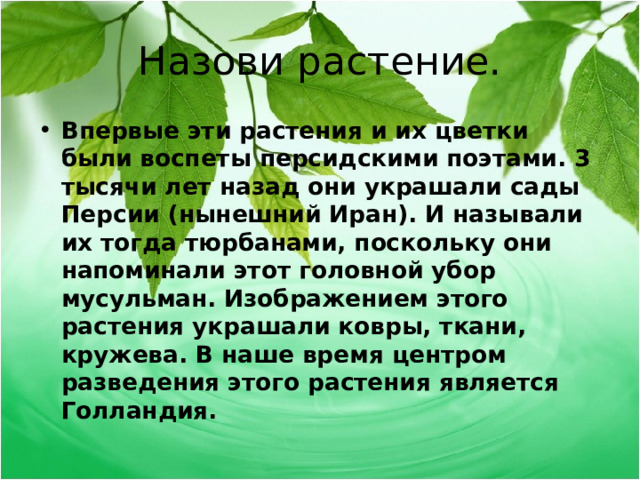 Назови растение. Впервые эти растения и их цветки были воспеты персидскими поэтами. 3 тысячи лет назад они украшали сады Персии (нынешний Иран). И называли их тогда тюрбанами, поскольку они напоминали этот головной убор мусульман. Изображением этого растения украшали ковры, ткани, кружева. В наше время центром разведения этого растения является Голландия.  