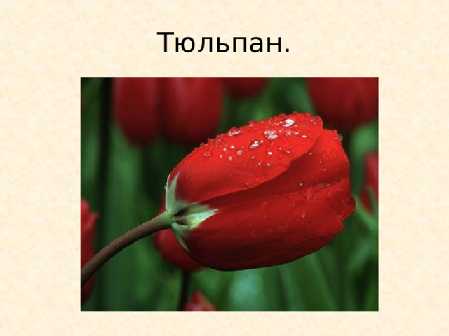 Тюльпан. 