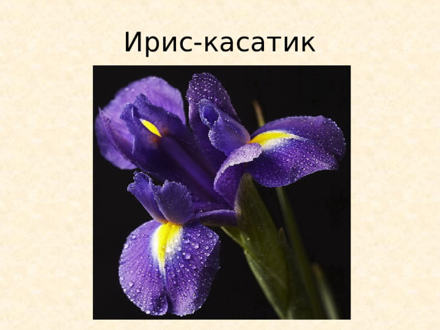 Ирис-касатик 