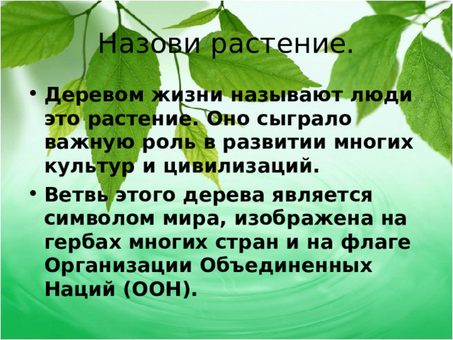 Назови растение. Деревом жизни называют люди это растение. Оно сыграло важную роль в развитии многих культур и цивилизаций. Ветвь этого дерева является символом мира, изображена на гербах многих стран и на флаге Организации Объединенных Наций (ООН).  