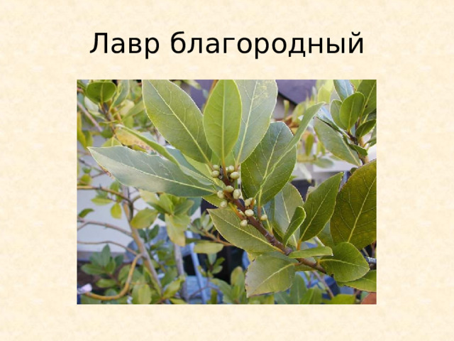 Лавр благородный 