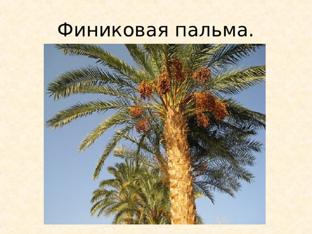 Финиковая пальма.  