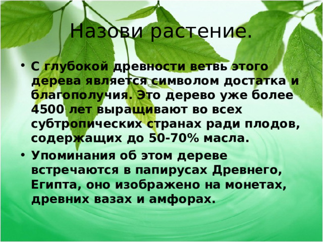 Назови растение. С глубокой древности ветвь этого дерева является символом достатка и благополучия. Это дерево уже более 4500 лет выращивают во всех субтропических странах ради плодов, содержащих до 50-70% масла. Упоминания об этом дереве встречаются в папирусах Древнего, Египта, оно изображено на монетах, древних вазах и амфорах.  
