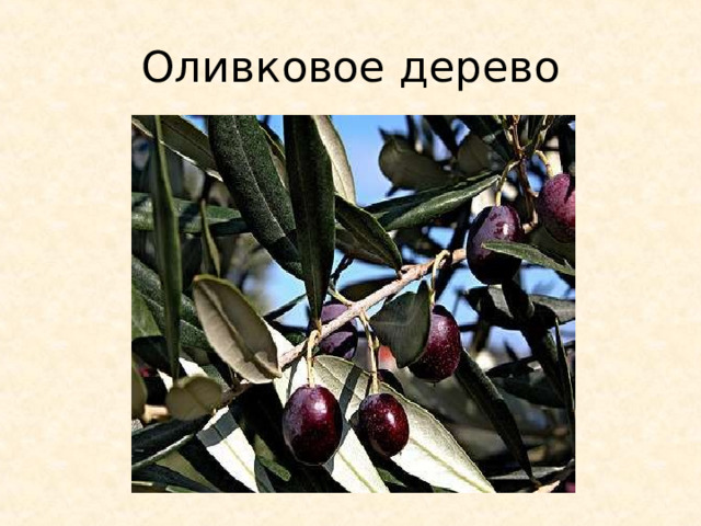 Оливковое дерево 