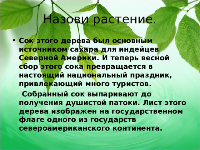 Назови растение. Сок этого дерева был основным источником сахара для индейцев Северной Америки. И теперь весной сбор этого сока превращается в настоящий национальный праздник, привлекающий много туристов.  Собранный сок выпаривают до получения душистой патоки. Лист этого дерева изображен на государственном флаге одного из государств североамериканского континента.  