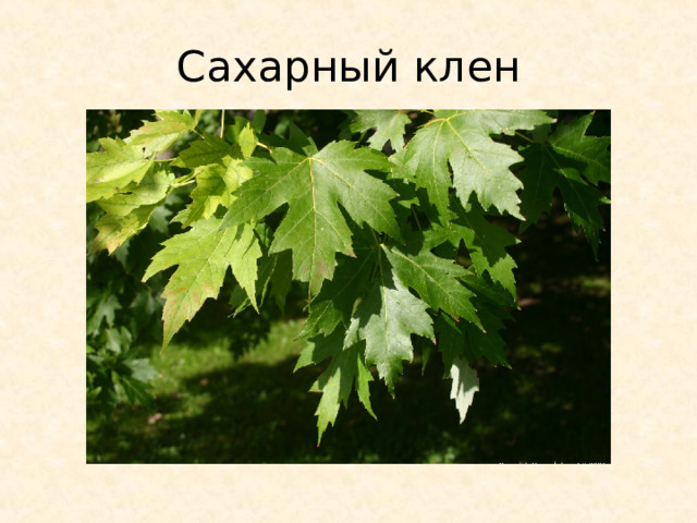 Сахарный клен 