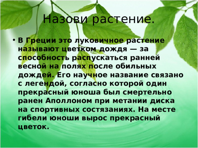 Назови растение. В Греции это луковичное растение называют цветком дождя — за способность распускаться ранней весной на полях после обильных дождей. Его научное название связано с легендой, согласно которой один прекрасный юноша был смертельно ранен Аполлоном при метании диска на спортивных состязаниях. На месте гибели юноши вырос прекрасный цветок.  