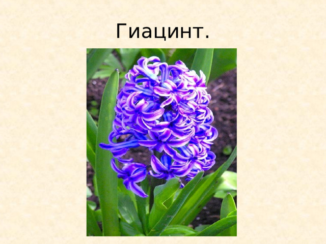 Гиацинт. 