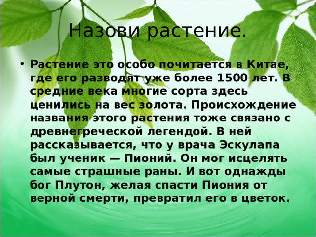 Назови растение. Растение это особо почитается в Китае, где его разводят уже более 1500 лет. В средние века многие сорта здесь ценились на вес золота. Происхождение названия этого растения тоже связано с древнегреческой легендой. В ней рассказывается, что у врача Эскулапа был ученик — Пионий. Он мог исцелять самые страшные раны. И вот однажды бог Плутон, желая спасти Пиония от верной смерти, превратил его в цветок.  